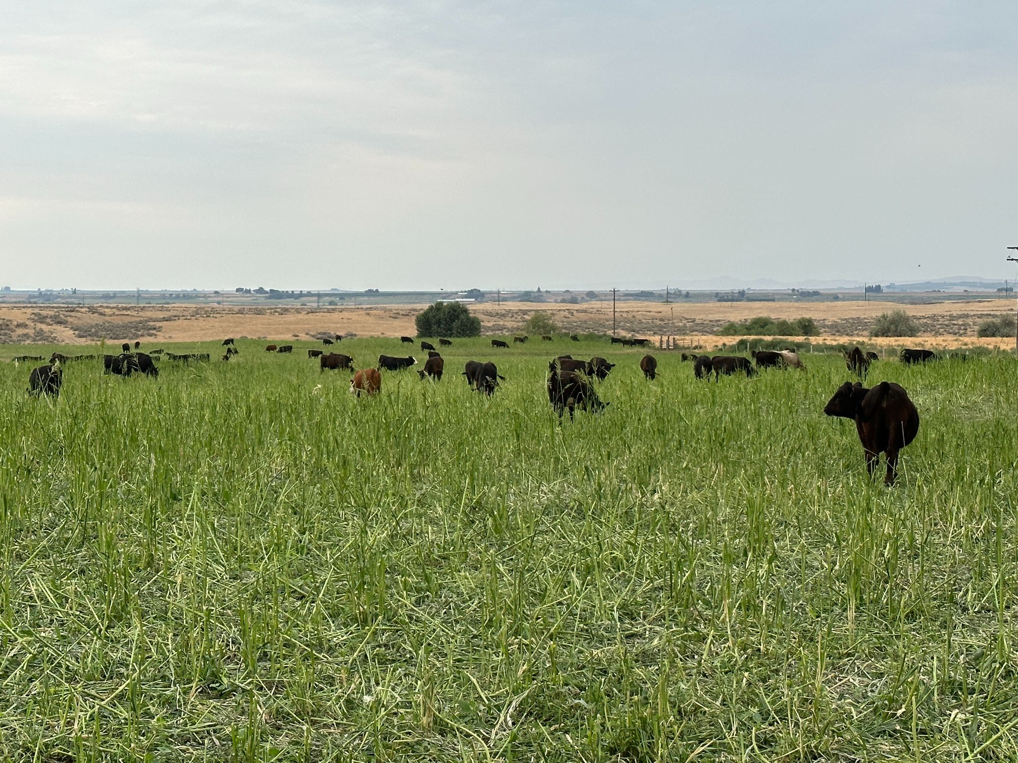 Cattle grazing in rangeland fields